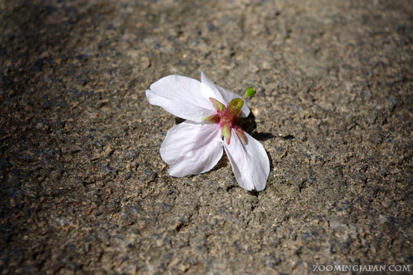 A cherry blossom on the ground